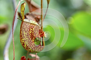 Pitcher ,carnivorous plant,Nepenthes