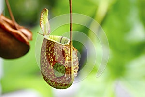 Pitcher ,carnivorous plant,Nepenthes