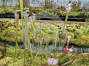 Pitcher carnivorous plants Botanic gardens Glasgow
