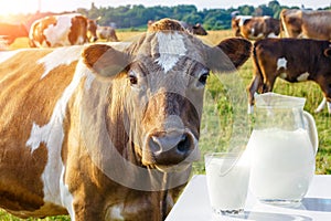 A pitcher with a glass of milk and a cow .