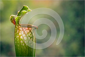 Pitcher Plant