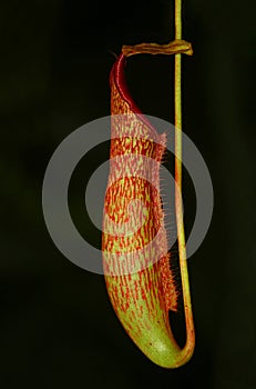 Pitcher Plant