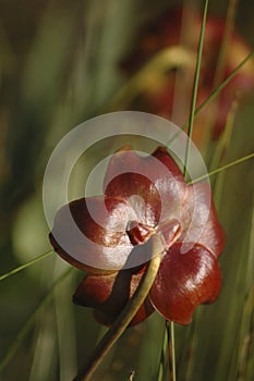 Pitcher Plant