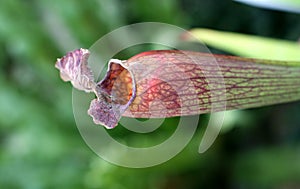 Pitcher plant