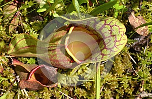 Pitcher Plant