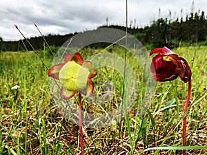 Pitcher plant