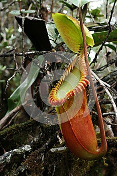 Pitcher plant photo