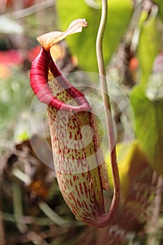 Pitcher Plant