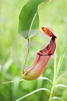 Pitcher plant photo