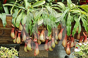 Pitcher Plant