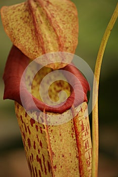 Pitcher Plant