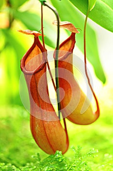 Pitcher plant