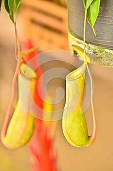 Pitcher plant