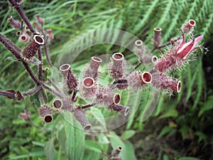 Pitcher plant