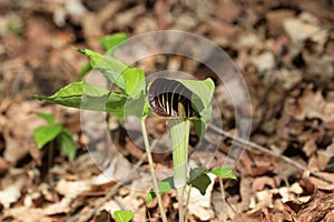 Pitcher Plant