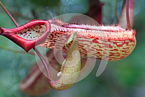 Pitcher plant photo