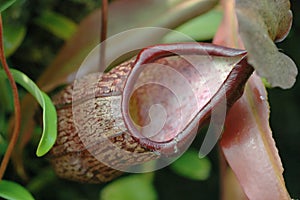 Pitcher Plant