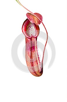 Pitcher plant