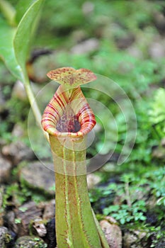 Pitcher Plant