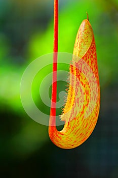 Pitcher Plant