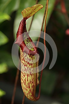 Pitcher plant