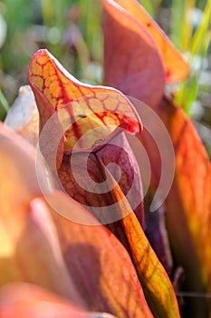 Pitcher Plant