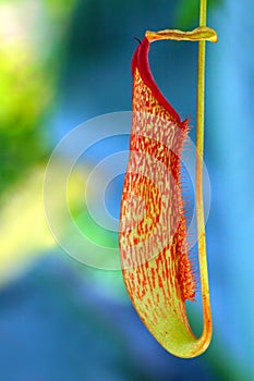 Pitcher Plant