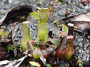 Pitcher plant in Bako national park on Borneo, Malaysia
