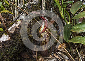 Pitcher plant from Borneo in Mulu National Park