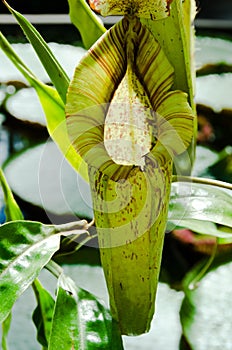 Pitcher Plant