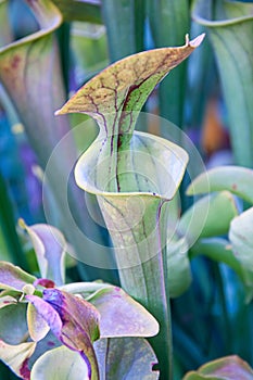 Pitcher plant carnivorous