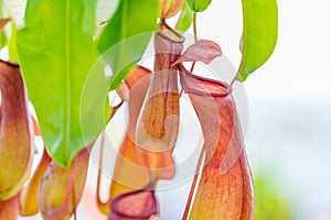 Pitcher Plant