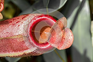 Pitcher plant with a deceitful heart