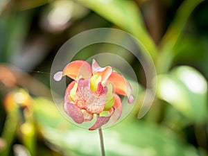 Pitcher plant flowering