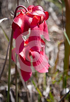 Pitcher Plant Flowers- Sarracenia leucophylla