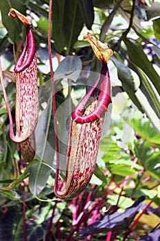 Pitcher Plant in the Garden