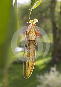 Pitcher Plant is Hungry