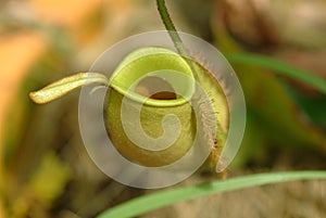 Pitcher plant,Kinabalu Park, Sabah, Malaysia