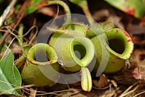 Pitcher plant, Kinabalu Park, Sabah, Malaysia