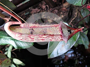 Pitcher plant in The Living Rain forest