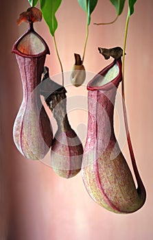 Pitcher Plant or Monkey Cup