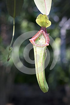 Pitcher plant or monkey cups