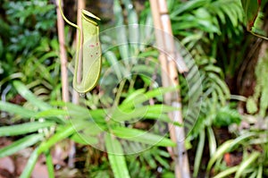 The pitcher plant Nepenthe