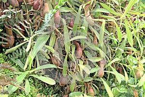 Pitcher plant or Nepenthes