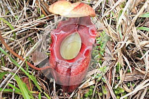Pitcher plant (Nepenthes Rajah) photo