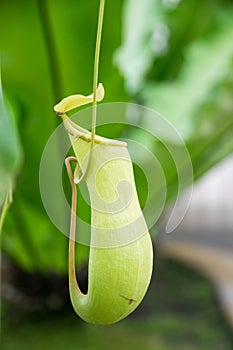 Pitcher plant nepenthes a vine and carnivorous tropical plant