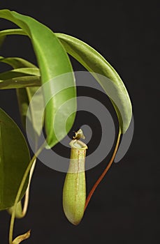 One Pitcher Plant on a black background