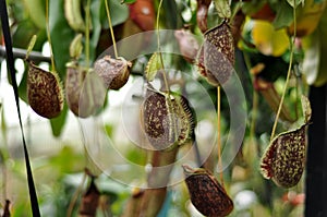 Pitcher plant Pokok Periuk Kera wth blur nature background