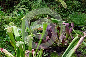 Pitcher Plant Sarracenia alata