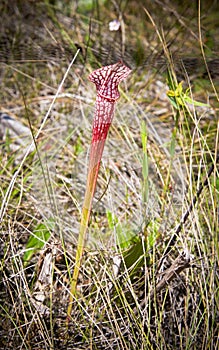 Pitcher Plant- Sarracenia leucophylla